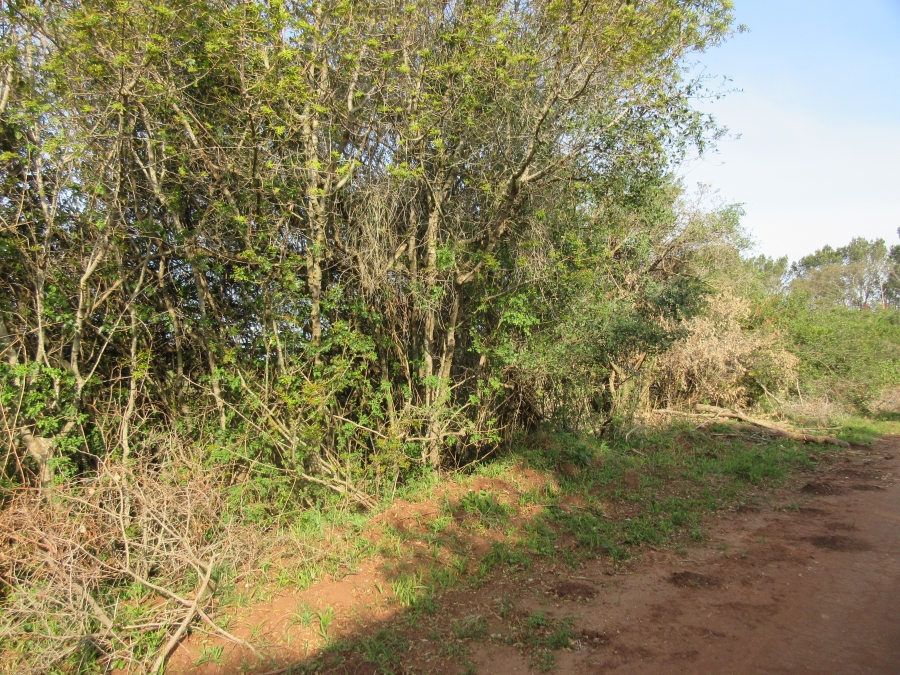 0 Bedroom Property for Sale in Bathurst Eastern Cape